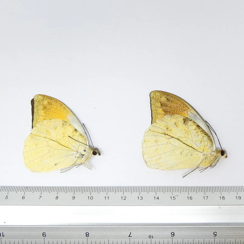 LOT OF 10 Great Orange Tip Butterflies (Hebomoia glaucippe celebensis) A1 Real Dry-Preserved Unmounted Specimens