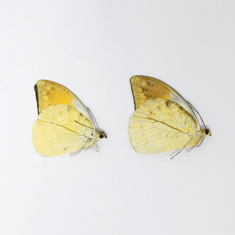 LOT OF 10 Great Orange Tip Butterflies (Hebomoia glaucippe celebensis) A1 Real Dry-Preserved Unmounted Specimens