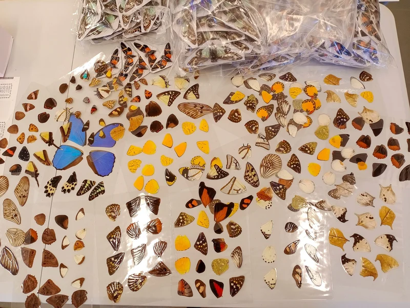 Laminated Sheet of Real Ethical Butterfly Wings for Art and Jewelry Making | A5 Glossy 80 mic 154 x 216mm (SKU: 8J)