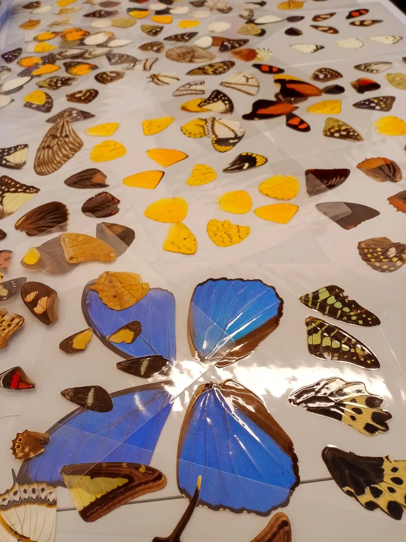 Laminated Sheet of Real Ethical Butterfly Wings for Art and Jewelry Making | A5 Glossy 80 mic 154 x 216mm (SKU: 8J)