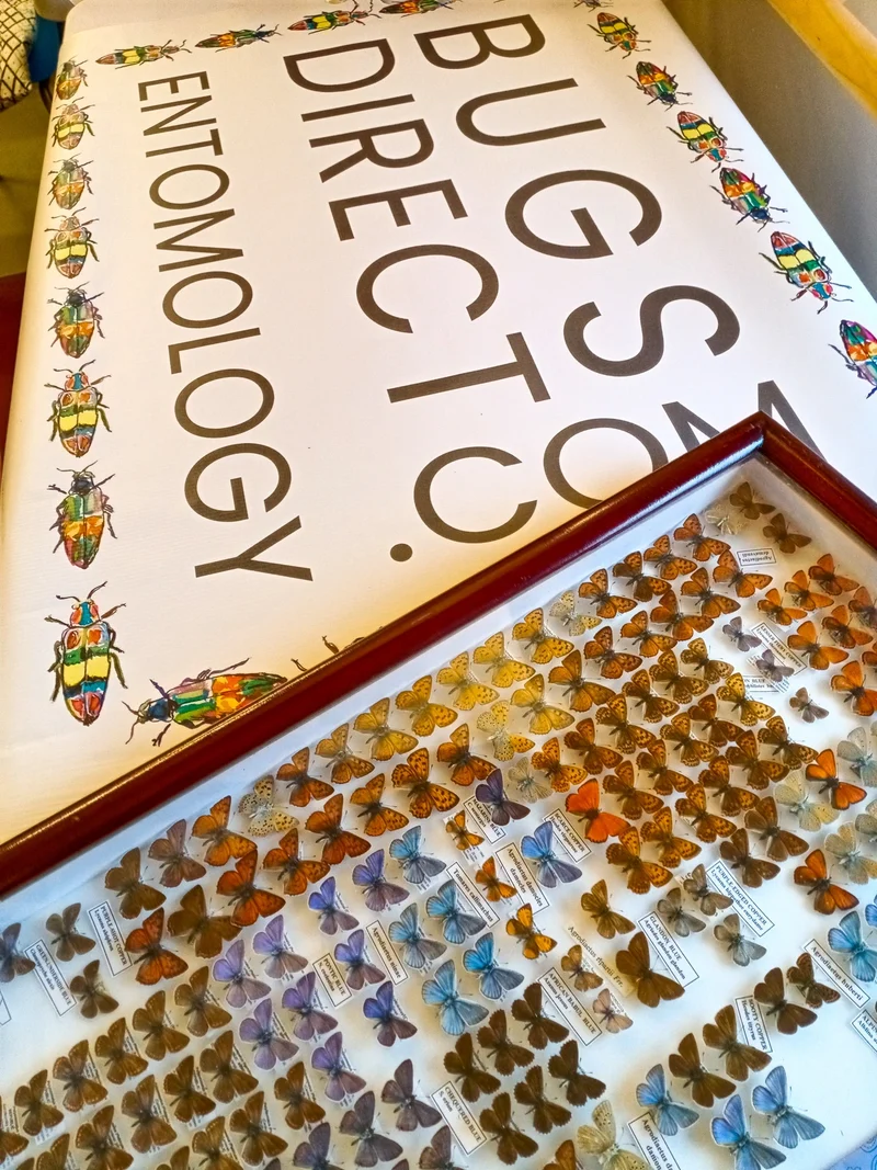 Laminated Sheet of Real Ethical Butterfly Wings for Art and Jewelry Making | A5 Glossy 80 mic 154 x 216mm (SKU: 8J)