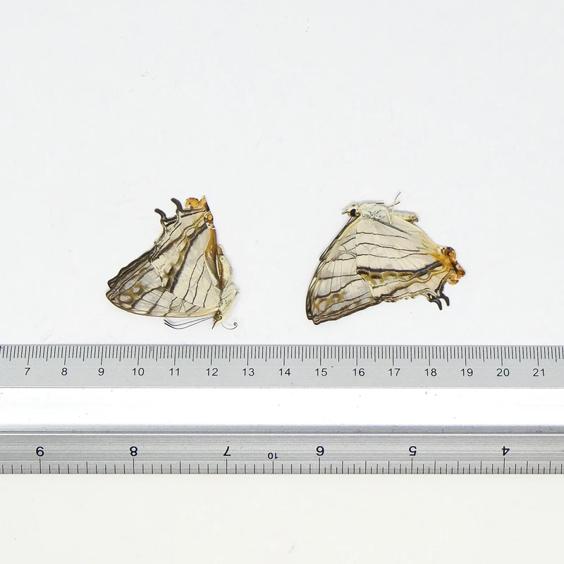 TWO (2) Common Map Butterflies (Cyrestis thyodamas) A1 Dry Preserved Butterfly Specimens