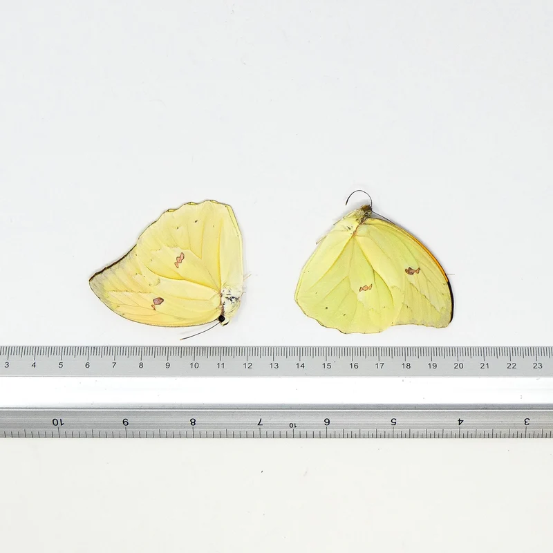 TWO (2) Orangetip Angled-Sulphur (Anteos menippe) A1 Dry Preserved Butterfly Specimens