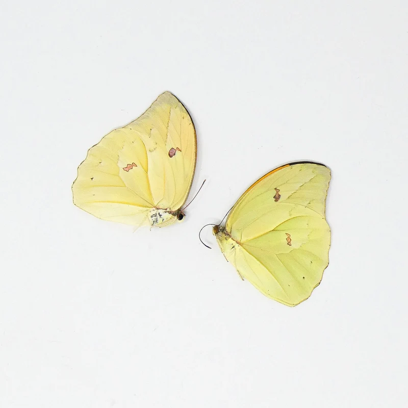 TWO (2) Orangetip Angled-Sulphur (Anteos menippe) A1 Dry Preserved Butterfly Specimens