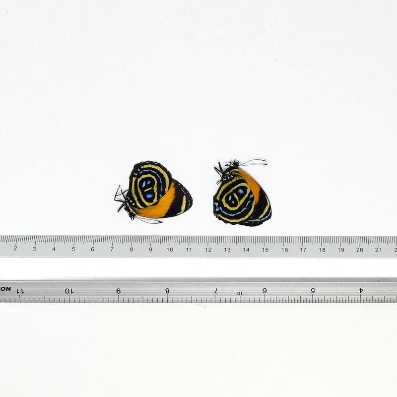 TWO (2) Callicore pastazza | The Superb Numberwing | A1 Dry-preserved Butterfly Specimens