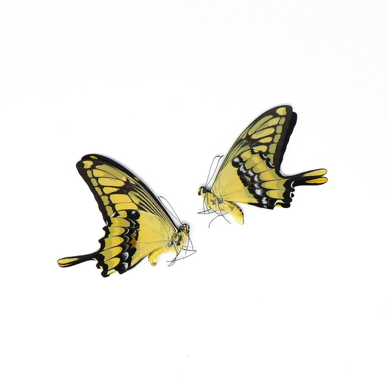 PACK OF 10 Papilio thoas cihnyras | A1 Real Dry-Preserved Butterflies | Unmounted Entomology Taxidermy Specimens