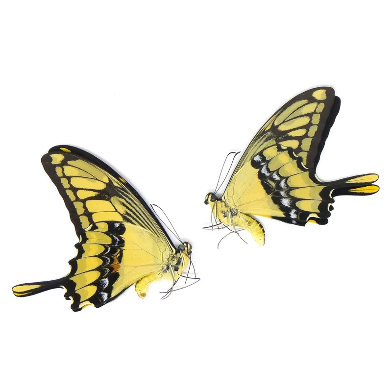 PACK OF 10 Papilio thoas cihnyras | A1 Real Dry-Preserved Butterflies | Unmounted Entomology Taxidermy Specimens