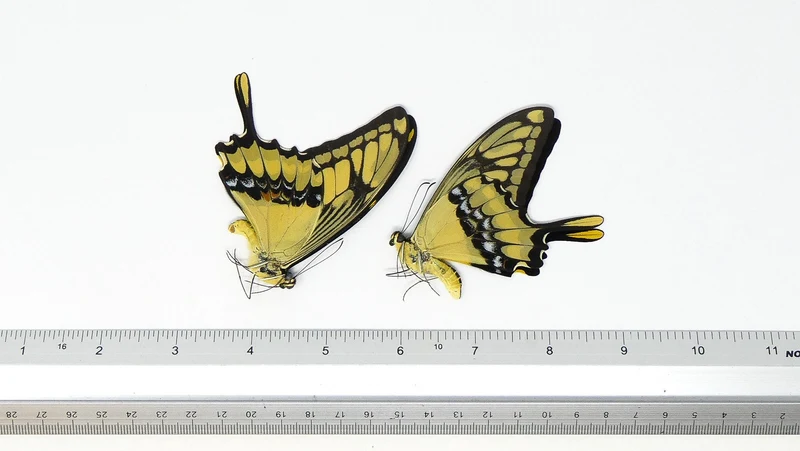 PACK OF 10 Papilio thoas cihnyras | A1 Real Dry-Preserved Butterflies | Unmounted Entomology Taxidermy Specimens