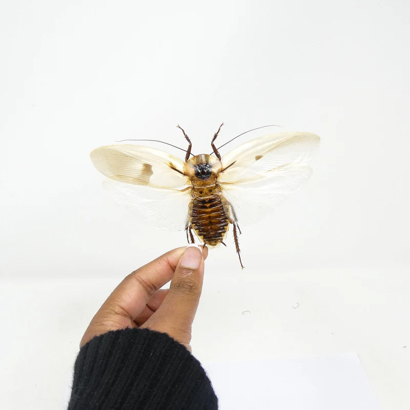 10 Giant Cave Cockroach Specimens - Blaberus giganteus Spread A1 (wholesale)