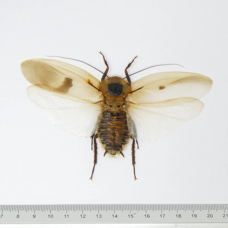 10 Giant Cave Cockroach Specimens - Blaberus giganteus Spread A1 (wholesale)