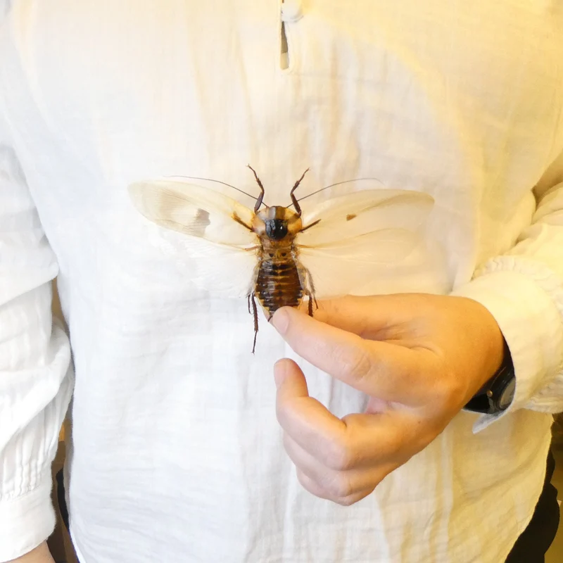 10 Giant Cave Cockroach Specimens - Blaberus giganteus Spread A1 (wholesale)