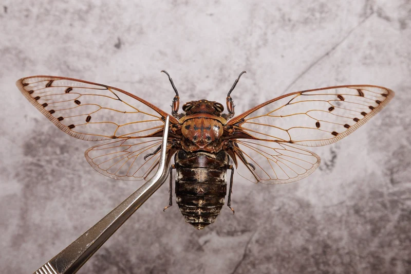 TWO (2) Giant Cicadas 7-8" Wingspan | Megapomponia merula | A1 Spread Specimen