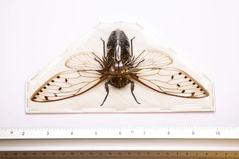 TWO (2) Giant Cicadas 7-8" Wingspan | Megapomponia merula | A1 Spread Specimen