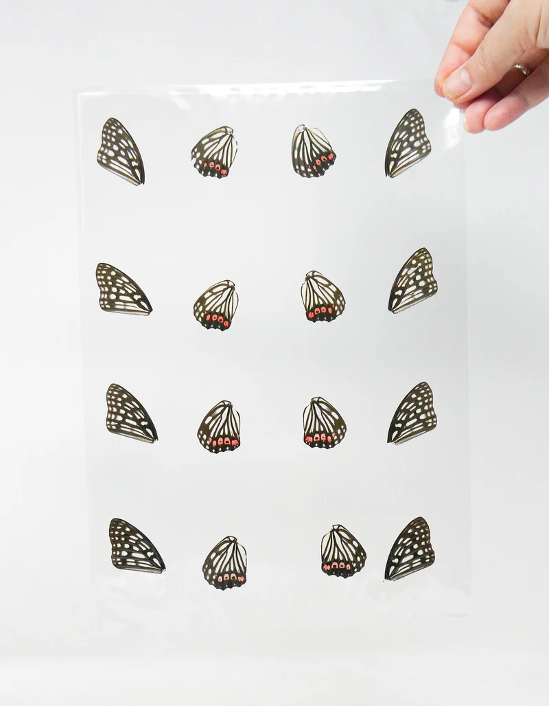 Laminated Butterfly Wings for Art and Craft Projects, Ethically Sourced Real Specimens