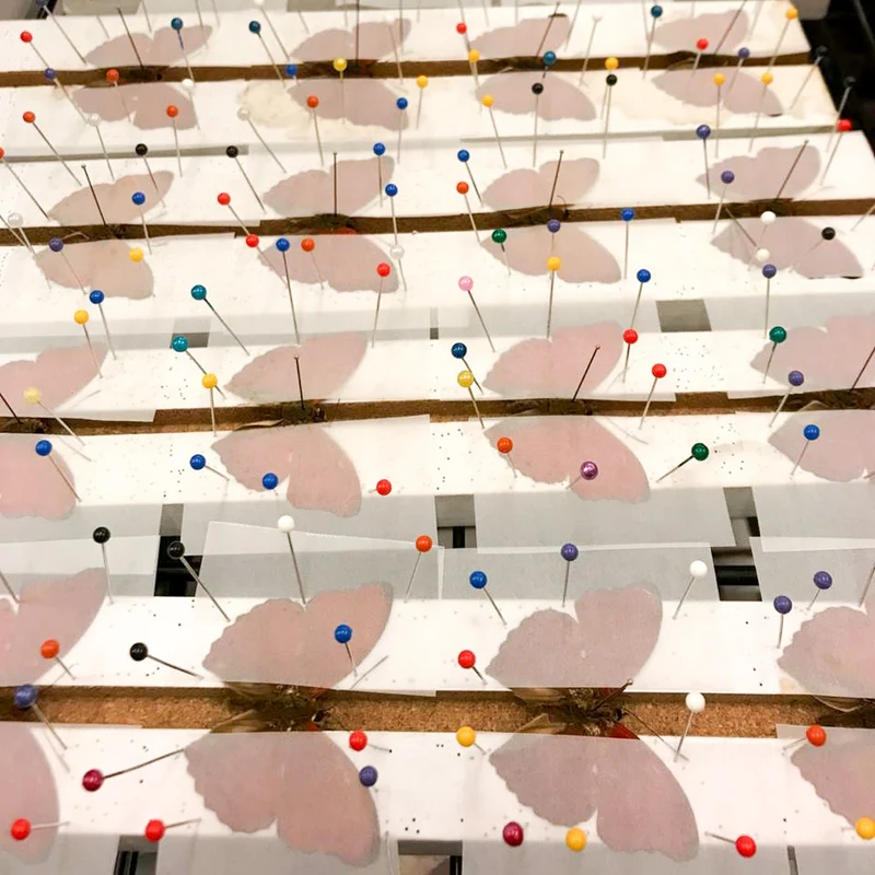Framed Blood-red Butterfly (Cymothoe sangaris) Wall Hanging Home Décor 5 x 5 In. Gift Boxed