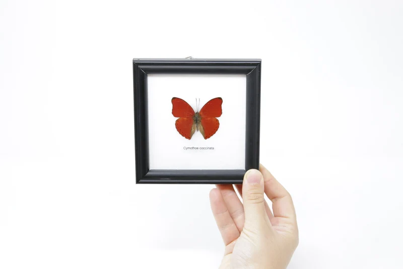 Framed Blood-red Butterfly (Cymothoe sangaris) Wall Hanging Home Décor 5 x 5 In. Gift Boxed