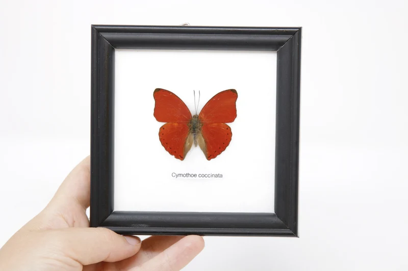 Framed Blood-red Butterfly (Cymothoe sangaris) Wall Hanging Home Décor 5 x 5 In. Gift Boxed
