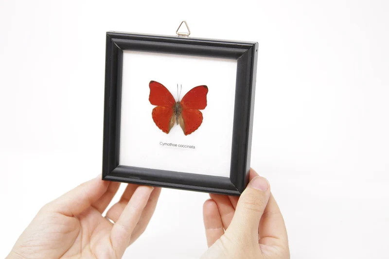 Framed Blood-red Butterfly (Cymothoe sangaris) Wall Hanging Home Décor 5 x 5 In. Gift Boxed