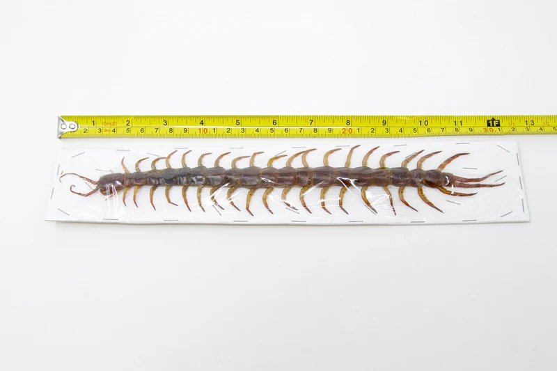 XL 9" Giant Centipede (Scolopendra subspinipes) A1, Thailand 2024, 22cm+