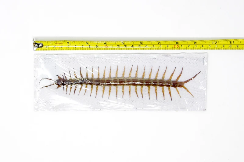 LARGE 8" Giant Centipede (Scolopendra subspinipes) 20cm+ Spread Specimen A1