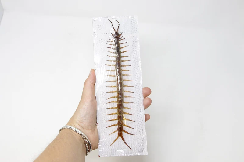 LARGE 8" Giant Centipede (Scolopendra subspinipes) 20cm+ Spread Specimen A1