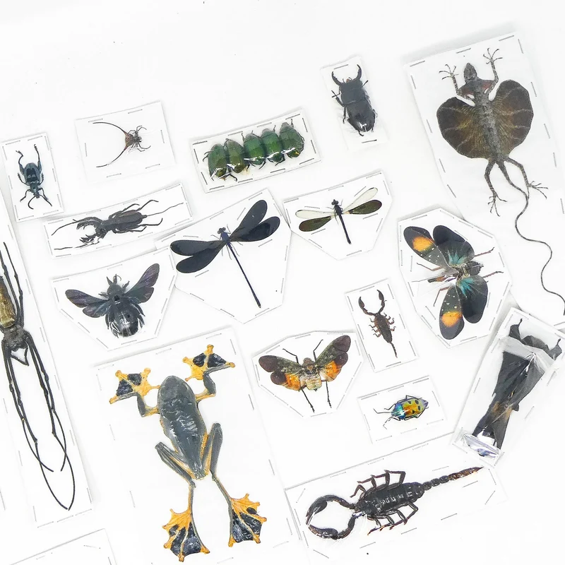 Premium Assorted Dry-Preserved Specimens | Beetles, Bats, Frogs, Tarantulas & More | A1 Quality