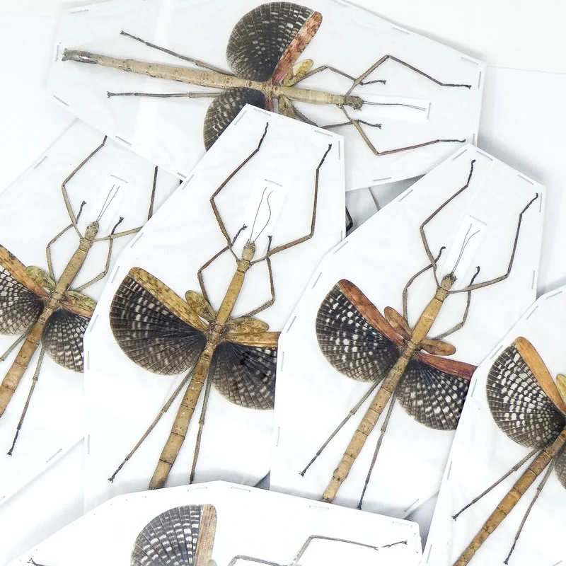 Premium Assorted Dry-Preserved Specimens | Beetles, Bats, Frogs, Tarantulas & More | A1 Quality