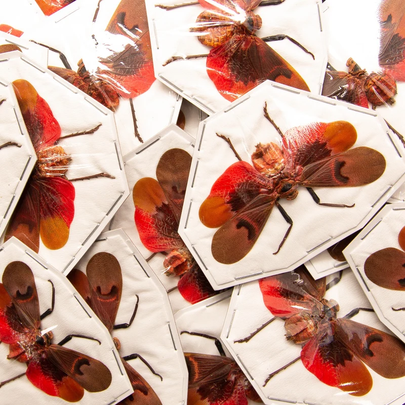 Premium Assorted Dry-Preserved Specimens | Beetles, Bats, Frogs, Tarantulas & More | A1 Quality