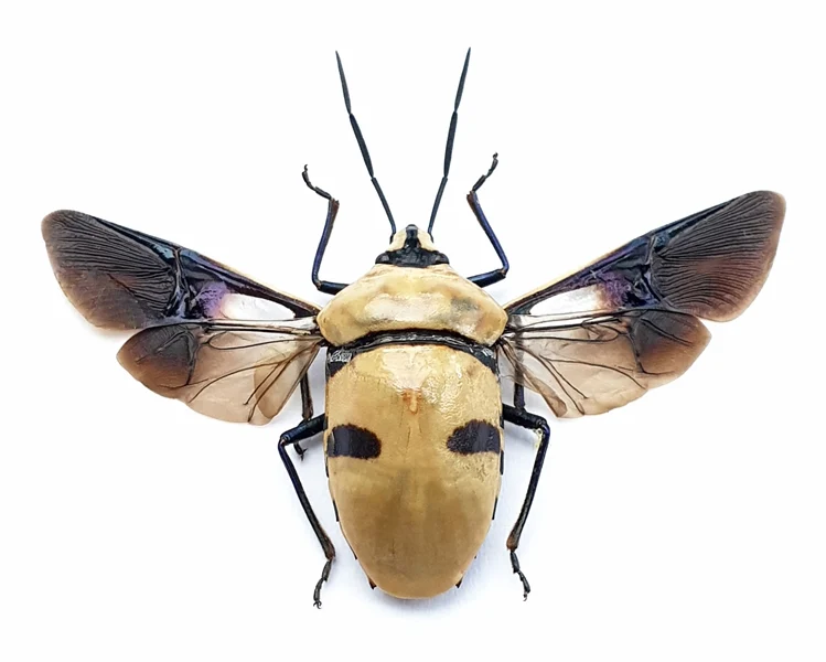 Premium Assorted Dry-Preserved Specimens | Beetles, Bats, Frogs, Tarantulas & More | A1 Quality
