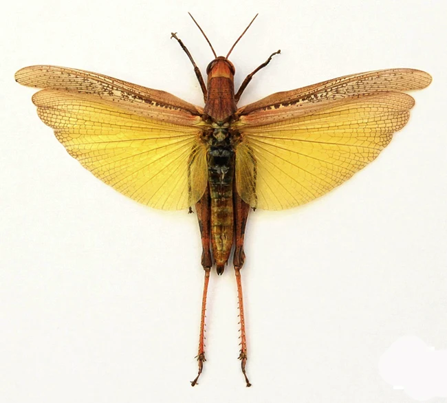 Premium Assorted Dry-Preserved Specimens | Beetles, Bats, Frogs, Tarantulas & More | A1 Quality