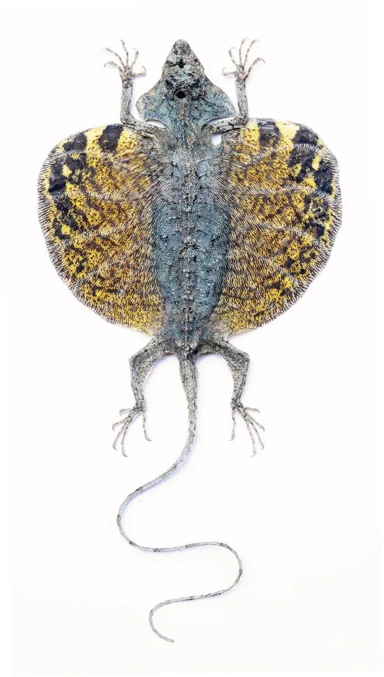 Premium Assorted Dry-Preserved Specimens | Beetles, Bats, Frogs, Tarantulas & More | A1 Quality