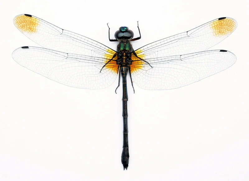 Premium Assorted Dry-Preserved Specimens | Beetles, Bats, Frogs, Tarantulas & More | A1 Quality