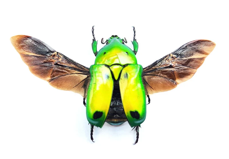Premium Assorted Dry-Preserved Specimens | Beetles, Bats, Frogs, Tarantulas & More | A1 Quality