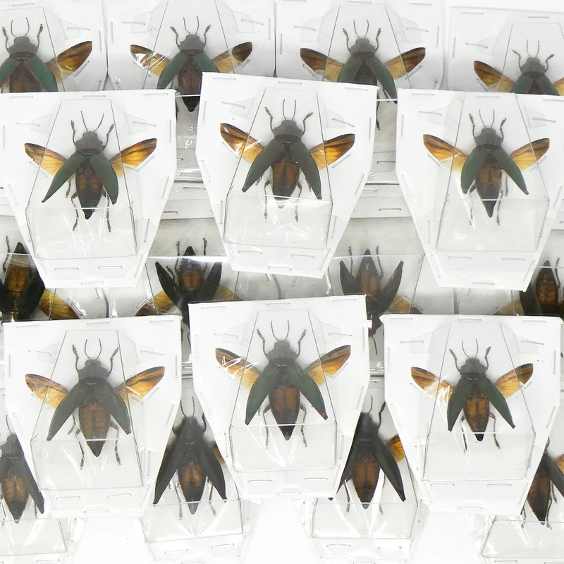 Lot of 5 (FIVE) SPREAD Cyphogastra angulicollis, Jewel Beetles A1 Wings-open