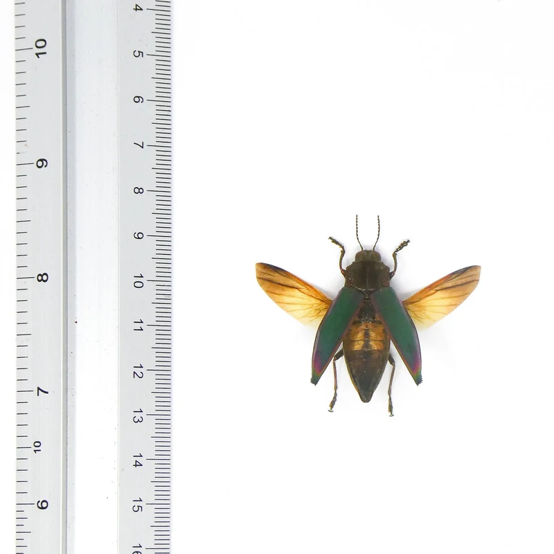 Lot of 5 (FIVE) SPREAD Cyphogastra angulicollis, Jewel Beetles A1 Wings-open
