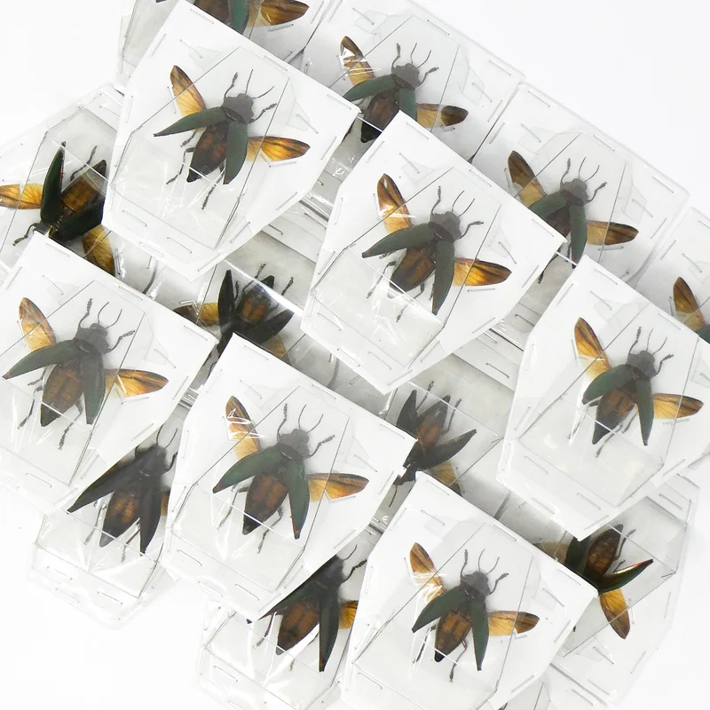 Lot of 5 (FIVE) SPREAD Cyphogastra angulicollis, Jewel Beetles A1 Wings-open