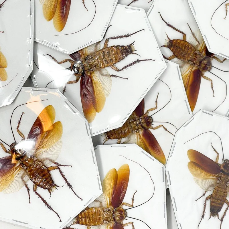 10 Periplaneta australasiae Cockroach Specimens Spead-Wings | A1 Quality | Dry-Preserved BLATTODEA (wholesale)
