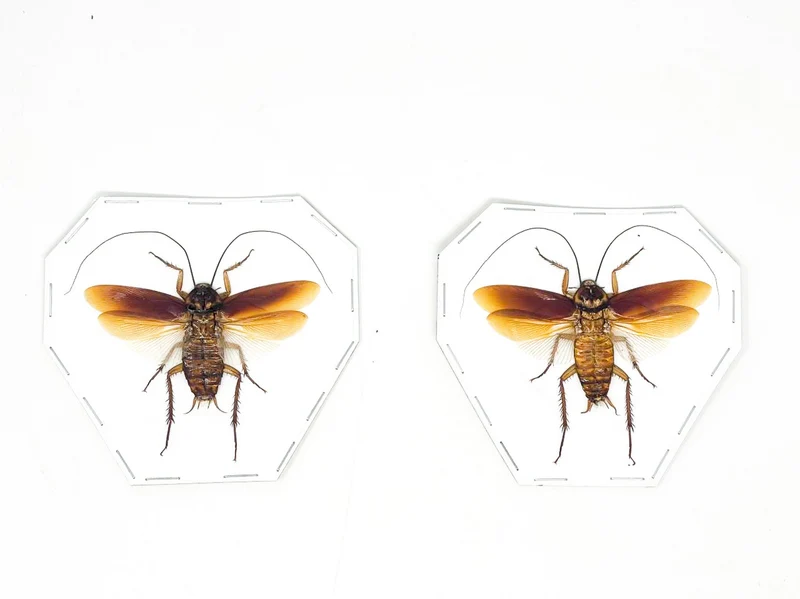 10 Periplaneta australasiae Cockroach Specimens Spead-Wings | A1 Quality | Dry-Preserved BLATTODEA (wholesale)