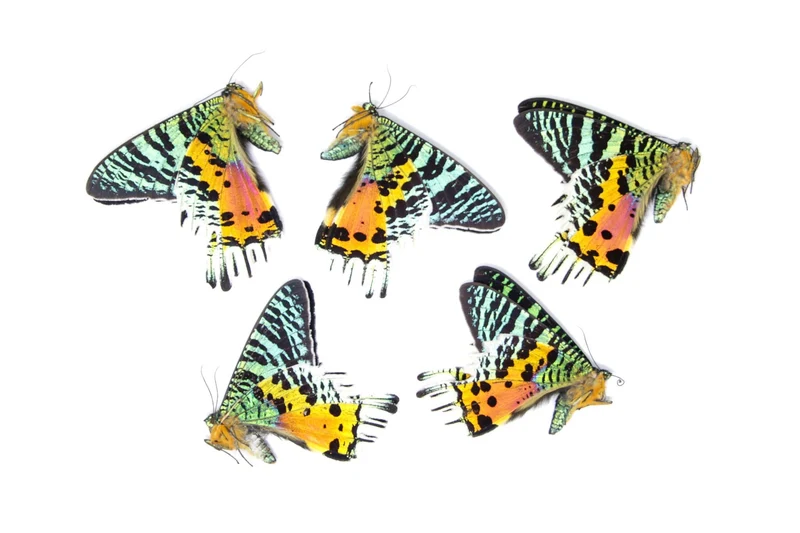 Madagascan Sunset Moths (Pack of 10) | A1 Unmounted Specimens | Chrysiridia rhipheus