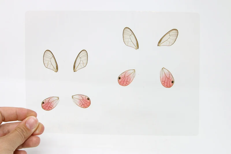 Laminated Sheet of 8 Wings, Pink Clearwing Butterflies (Cithaerias aurorina), for Art and Craft Jewelery Making