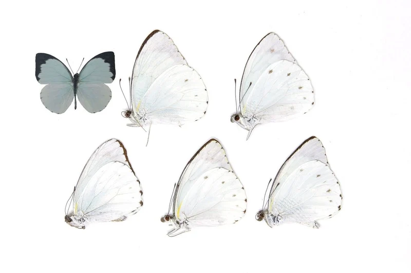 Five (5) The Cambridge Vagrant, Nepheronia thalassina, Blue Tinted Unmounted Butterflies, Specimens for Collecting, Art, Entomology