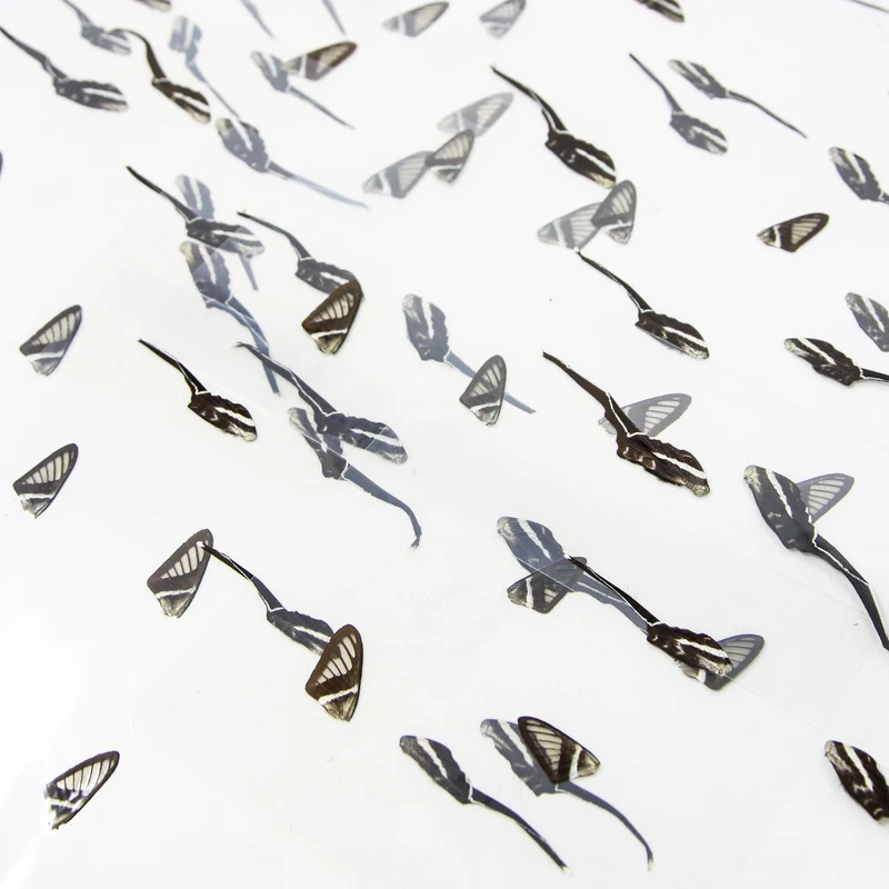 16 Dragontail Wings, TWO Laminated Sheets of Real Butterfly Wings | A5 Glossy 80 mic 154 x 216mm (MA13)