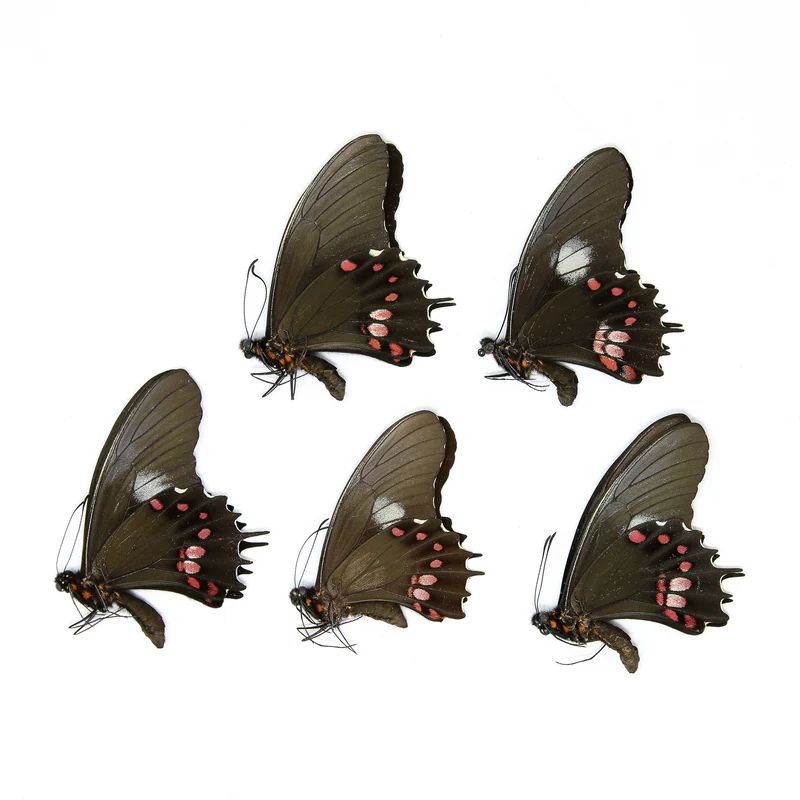 Five (5) Papilio isidorus, A1 Real Dry-Preserved Butterflies, Unmounted Entomology Taxidermy Specimens