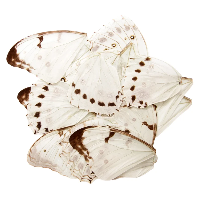 10 Butterfly Wings WHITE Luna Morpho (Morpho luna) Real Dry-preserved Specimens for Artistic Creation