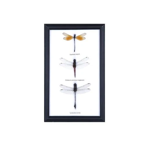 Framed Damselfly Trio | Museum-Quality Entomology Display 9×6 inch