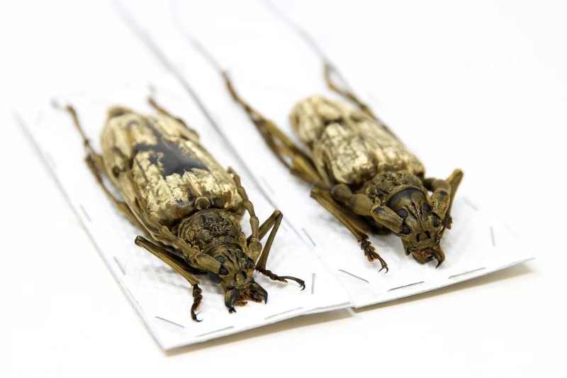 Neocerambyx gigas | Giant Velvet Longhorn Beetle | A1 Quality | Dry-Preserved CERAMBYCIDAE | Thailand