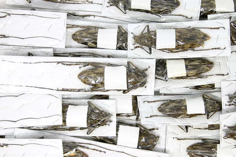 Neocerambyx gigas | Giant Velvet Longhorn Beetle | A1 Quality | Dry-Preserved CERAMBYCIDAE | Thailand