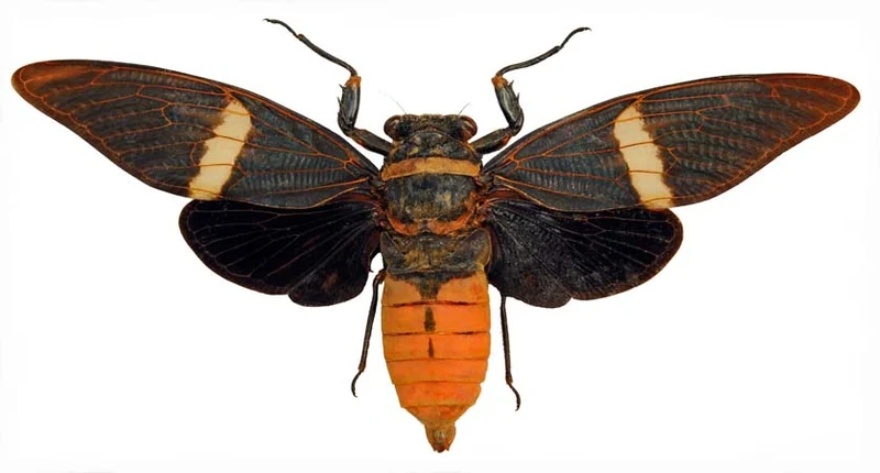 Tosena Fasciata Banded Cicada A1 | 120-140mm Wingspan | Spread Specimens