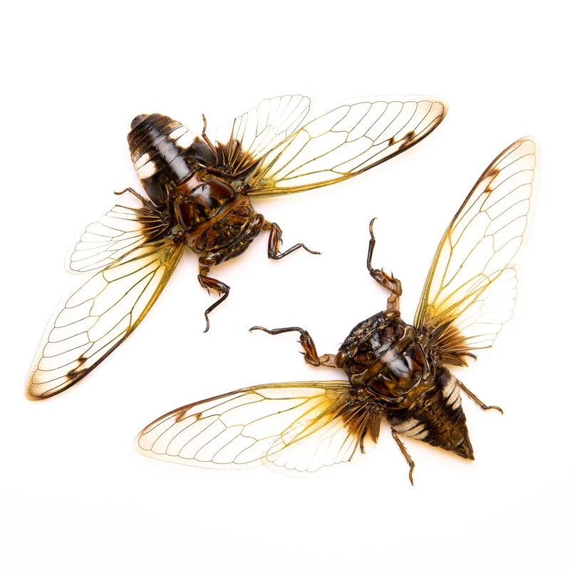 Cryptotympana acuta Cicada Specimen | A1, 100–125 mm Wingspan