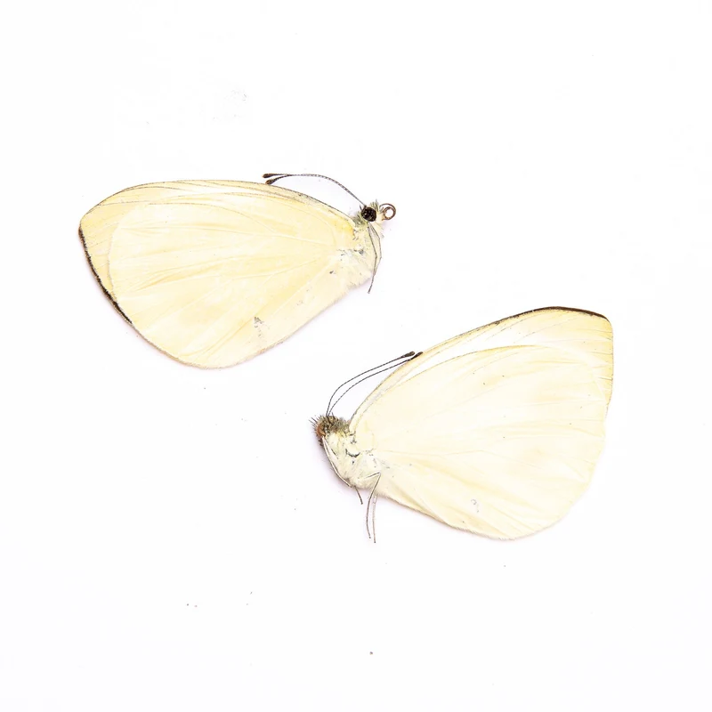TWO (2) Indian Cabbage Whites (Pieris canidia) A1 Unmounted Real Butterflies